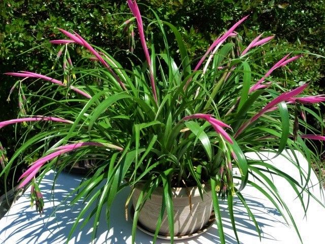 Planta de Billbergia nutans (lágrimas de reina)