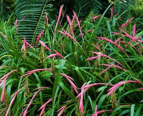 Planta de Billbergia nutans (lágrimas de reina)
