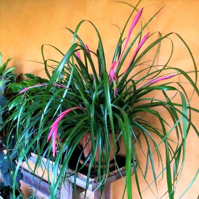 Planta de Billbergia nutans (lágrimas de reina)