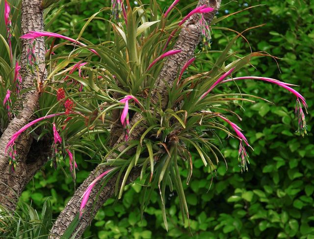 Planta de Billbergia nutans (lágrimas de reina)