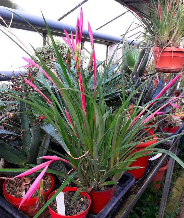 Planta de Billbergia nutans (lágrimas de reina)