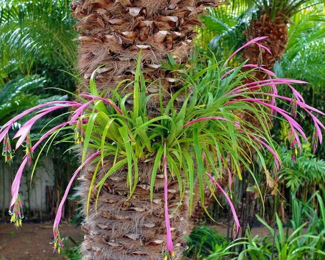 Planta de Billbergia nutans (lágrimas de reina)