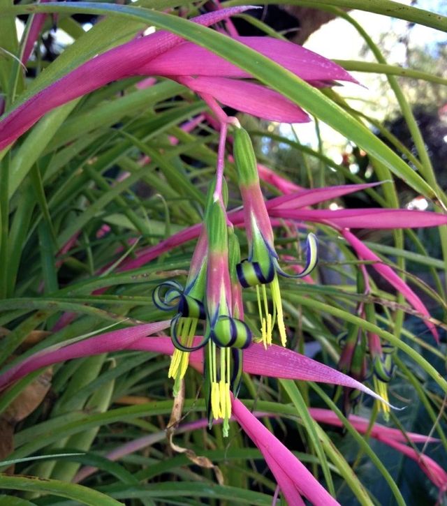 Planta de Billbergia nutans (lágrimas de reina)