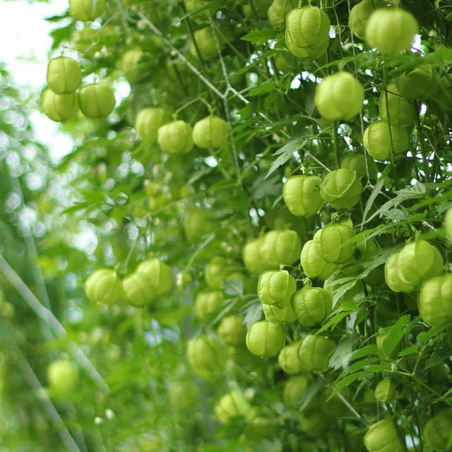 Semillas de Farolillos (CARDIOSPERMUM HALICACABUM)