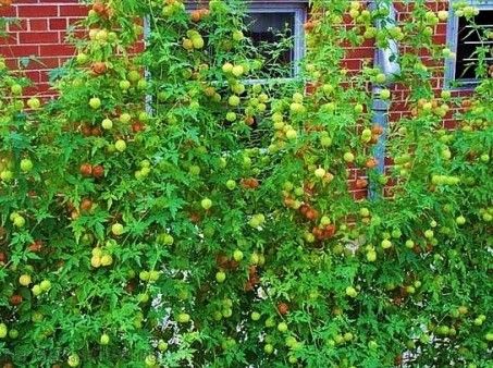 Semillas de Farolillos (CARDIOSPERMUM HALICACABUM)