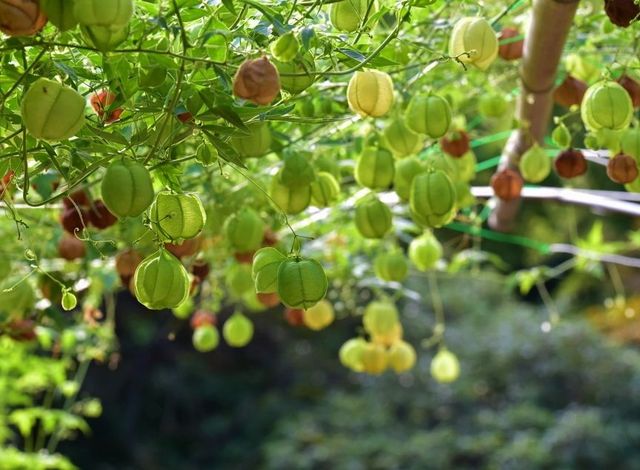 Semillas de Farolillos (CARDIOSPERMUM HALICACABUM)