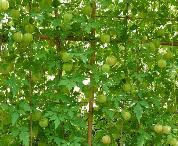 Semillas de Farolillos (CARDIOSPERMUM HALICACABUM)