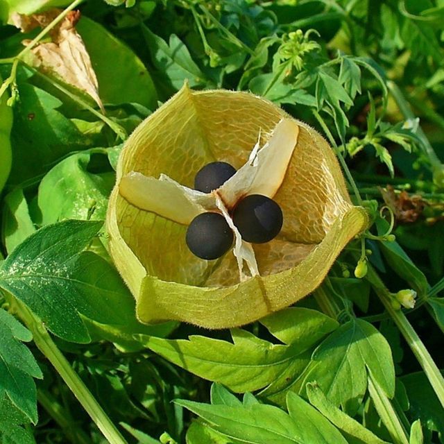 Semillas de Farolillos (CARDIOSPERMUM HALICACABUM)