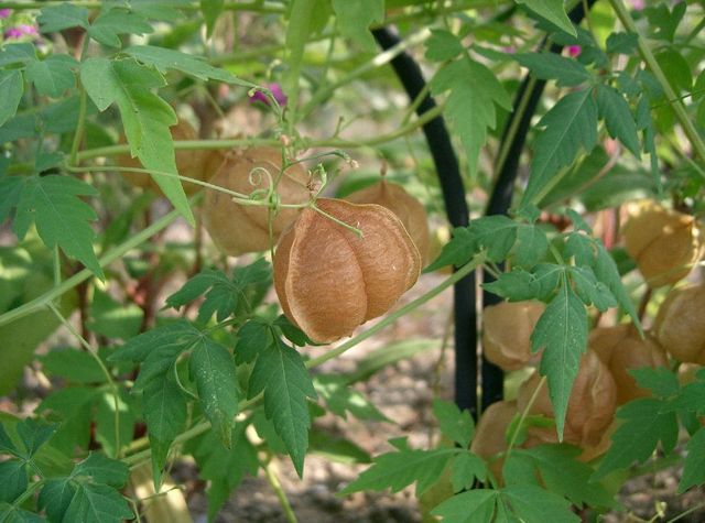 Semillas de Farolillos (CARDIOSPERMUM HALICACABUM)