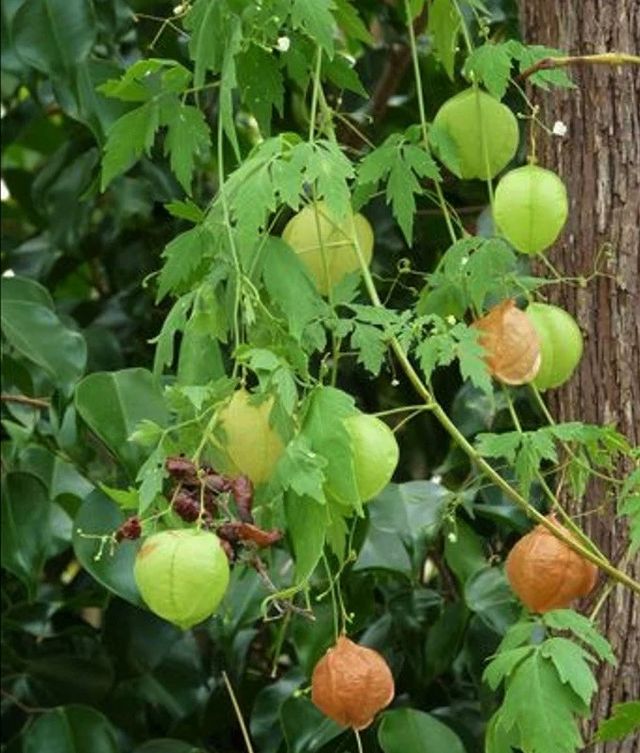Semillas de Farolillos (CARDIOSPERMUM HALICACABUM)