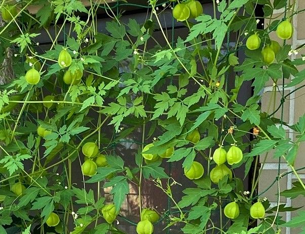 Semillas de Farolillos (CARDIOSPERMUM HALICACABUM)