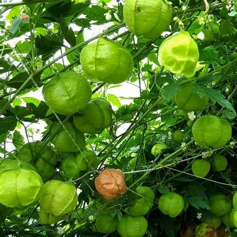 Semillas de Farolillos (CARDIOSPERMUM HALICACABUM)