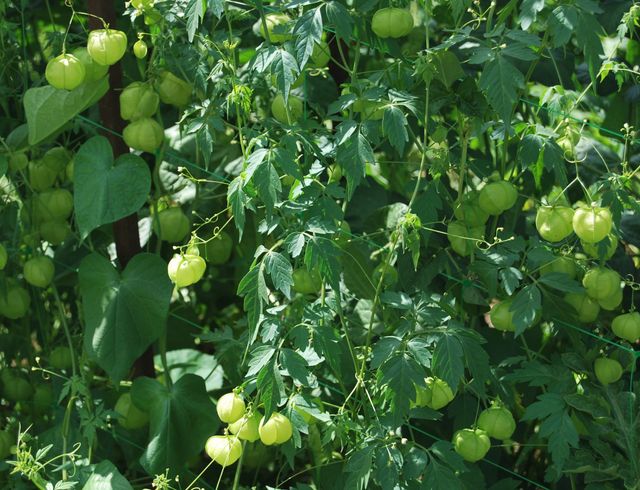 Semillas de Farolillos (CARDIOSPERMUM HALICACABUM)
