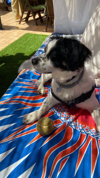 Cuidadora de perros y paseadora