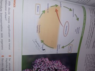 Biologia eta Geologia. Batxilergoa 1.