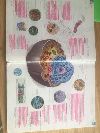 Biologia y Geologia 1 bachillerato, Edelvives
