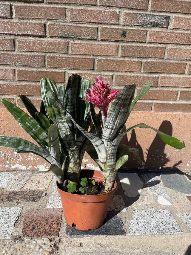 aechmea fascista