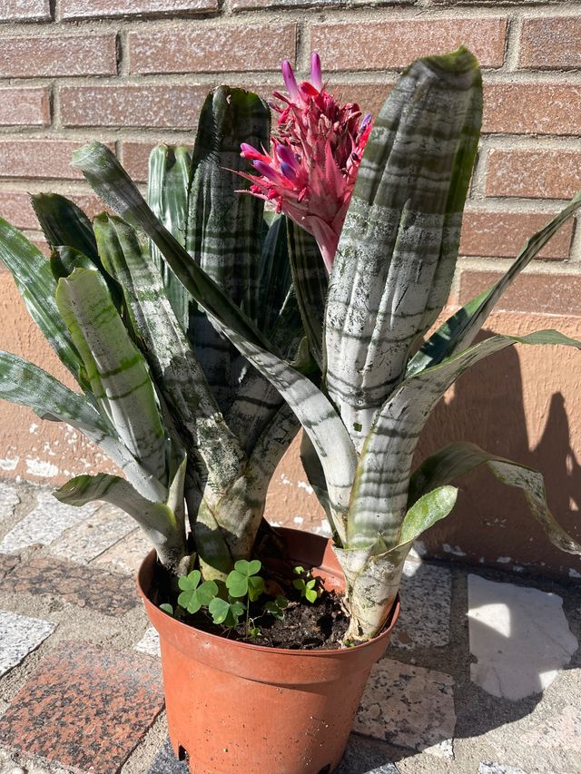 aechmea fascista