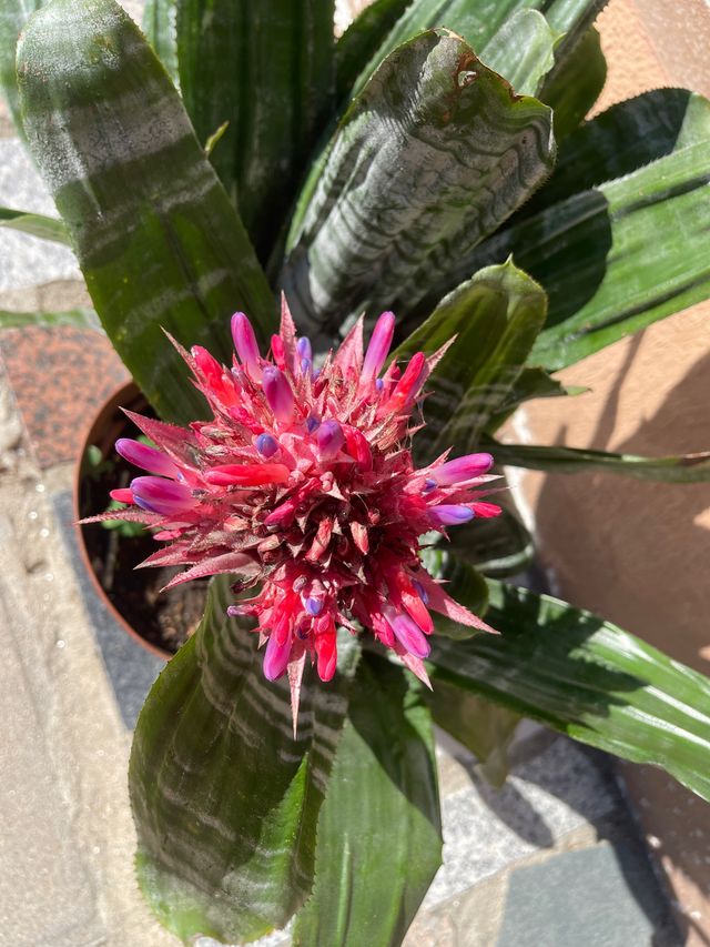 aechmea fascista