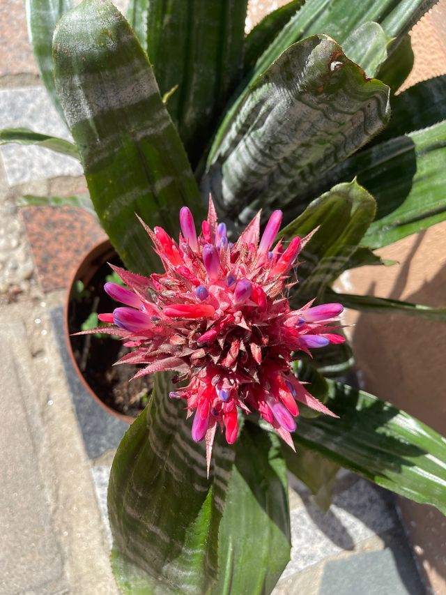 aechmea fascista