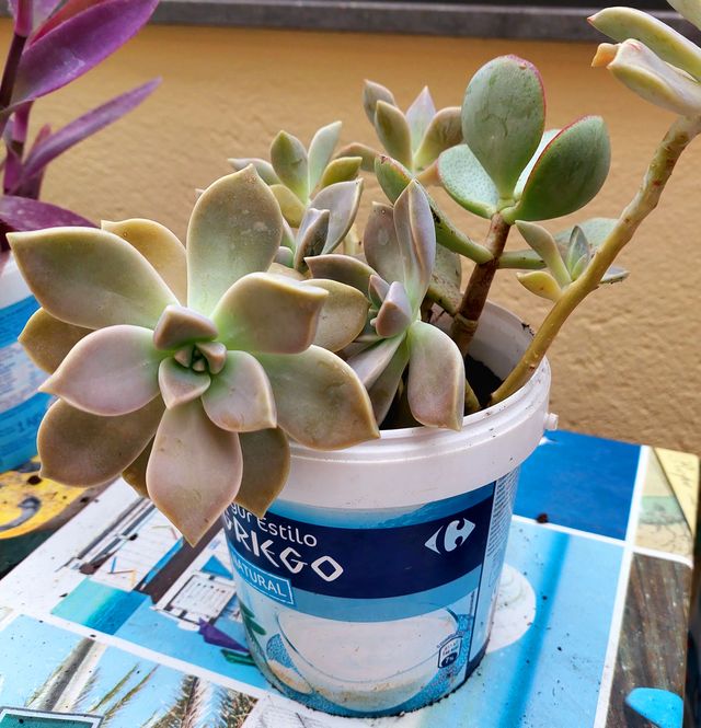 Plantitas varias para escoger.