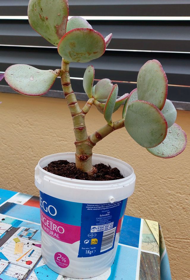 Plantitas varias para escoger.