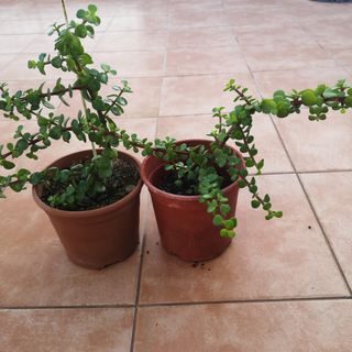 Preciosas plantas del dinero y más