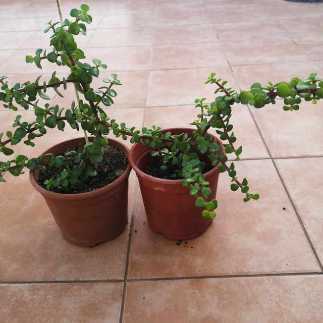 Preciosas plantas del dinero y más