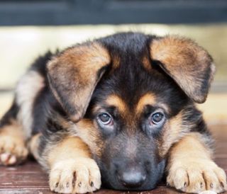 Cuidadora animales & pasear perros