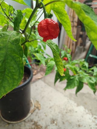maceta grande con  Chile picante carolina reaper