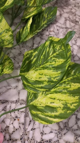Rami pothos stoffa