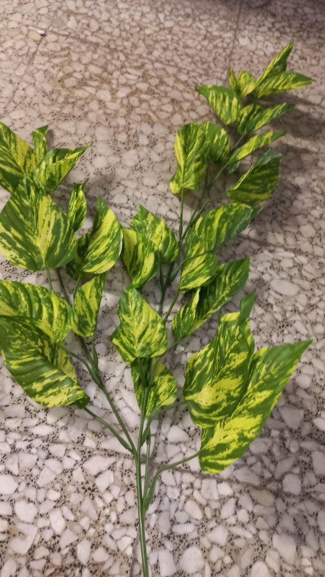 Rami pothos stoffa