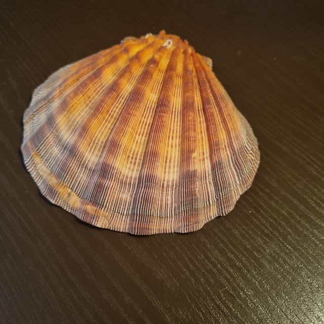 Conchiglia fossile da collezione