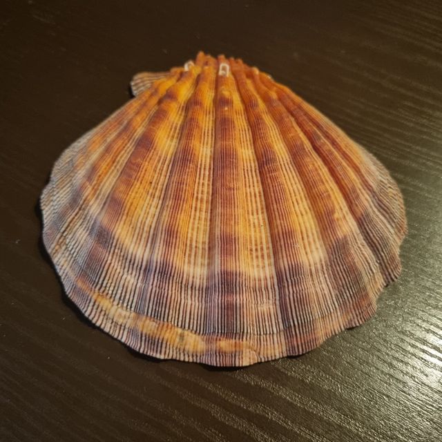 Conchiglia fossile da collezione