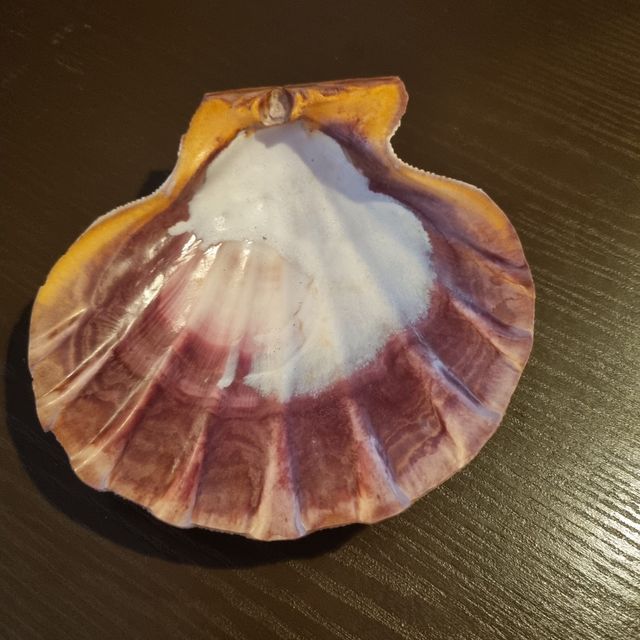 Conchiglia fossile da collezione