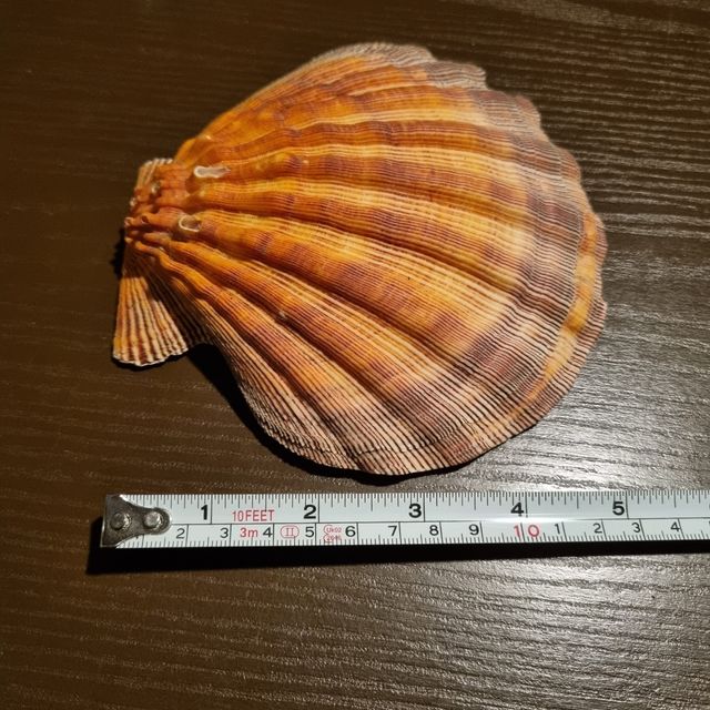 Conchiglia fossile da collezione