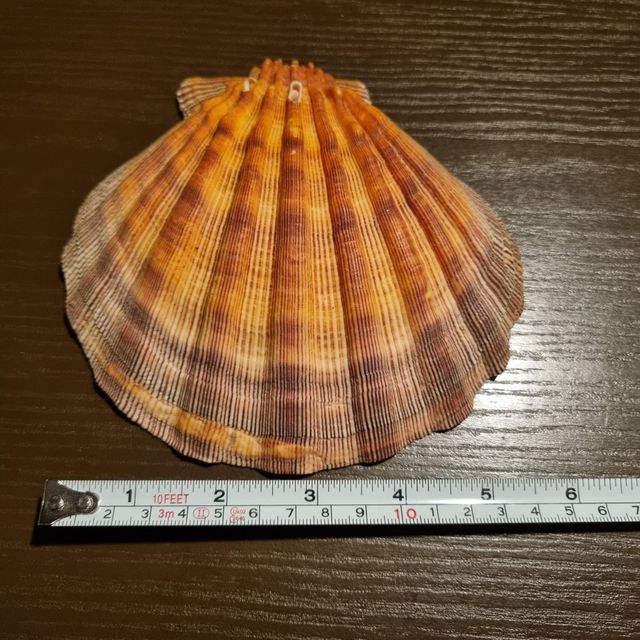 Conchiglia fossile da collezione