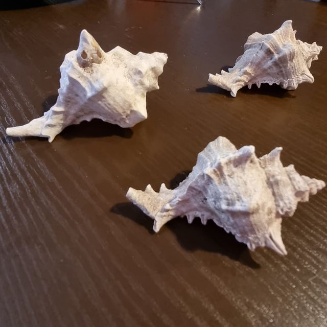 Fossili conchiglia da collezione