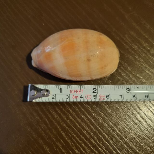 Conchiglia Da Collezione