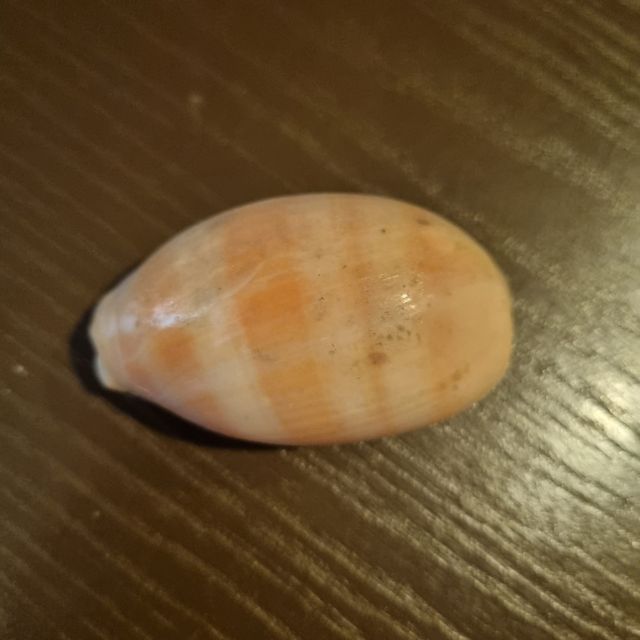 Conchiglia Da Collezione