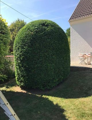 Jardinero economíco 