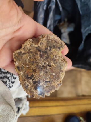 Lote de fósiles de magadascar