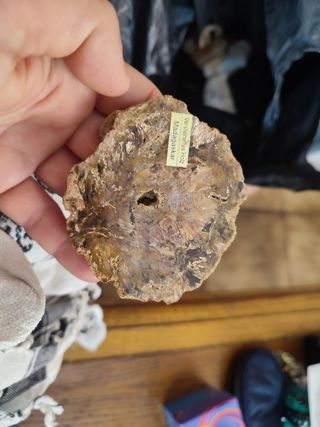 Lote de fósiles de magadascar