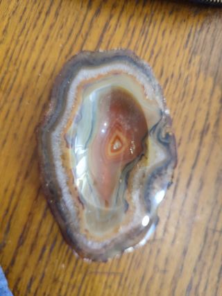 Lote de fósiles de magadascar