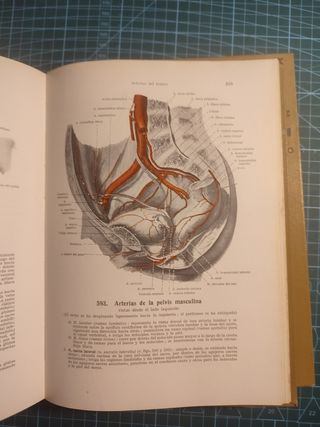 Atlas de anatomía humana