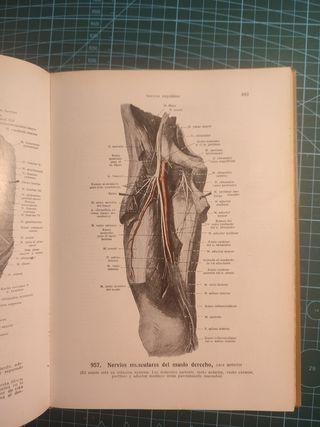 Atlas de anatomía humana