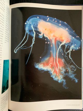 National Geographic: Los Reinos del Mar