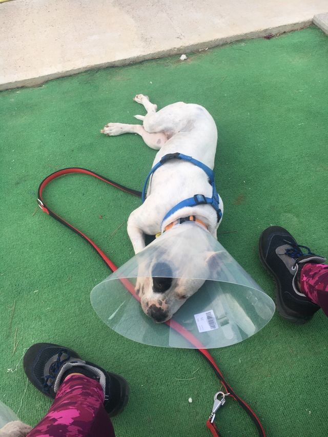 collar isabelino Todas las Tallas