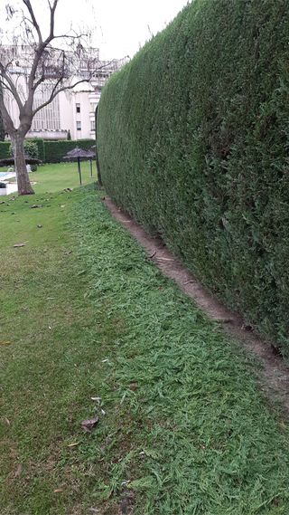 jardinero profesional podas de arizonica 611394812