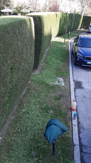 jardinero profesional podas de arizonica 611394812